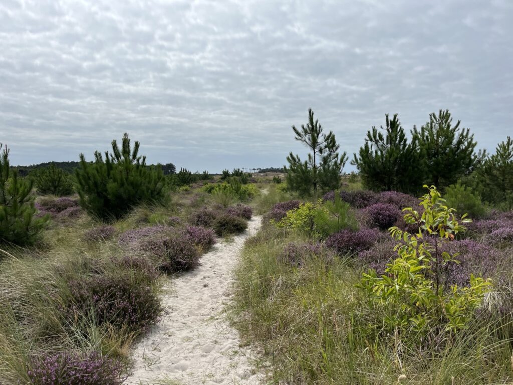 Mindfulness in de natuur Jaartraject 2025-2026