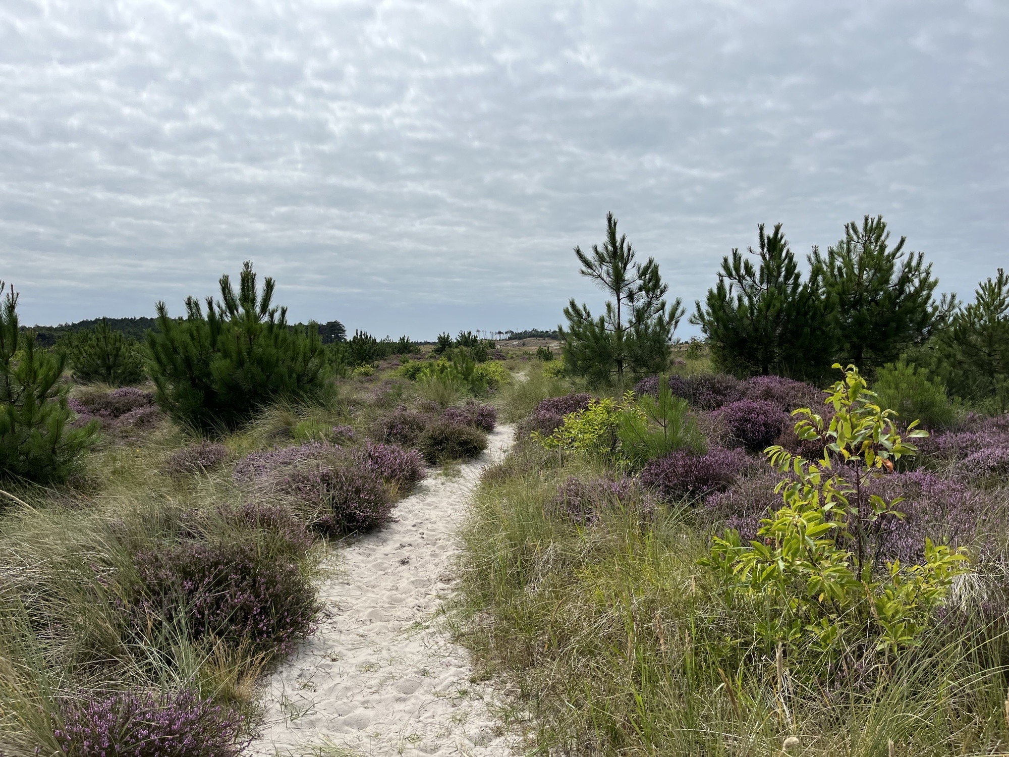 Mindfulness in de natuur Jaartraject 2025-2026