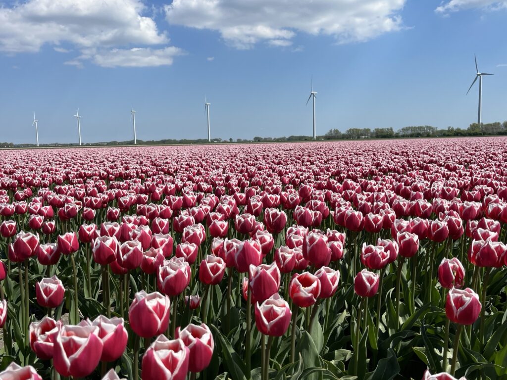 Wandeltocht Nederlands Kustpad