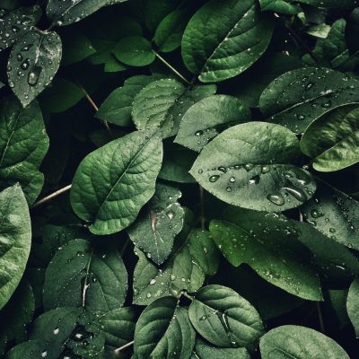 close-up-photography-of-leaves-with-droplets-807598